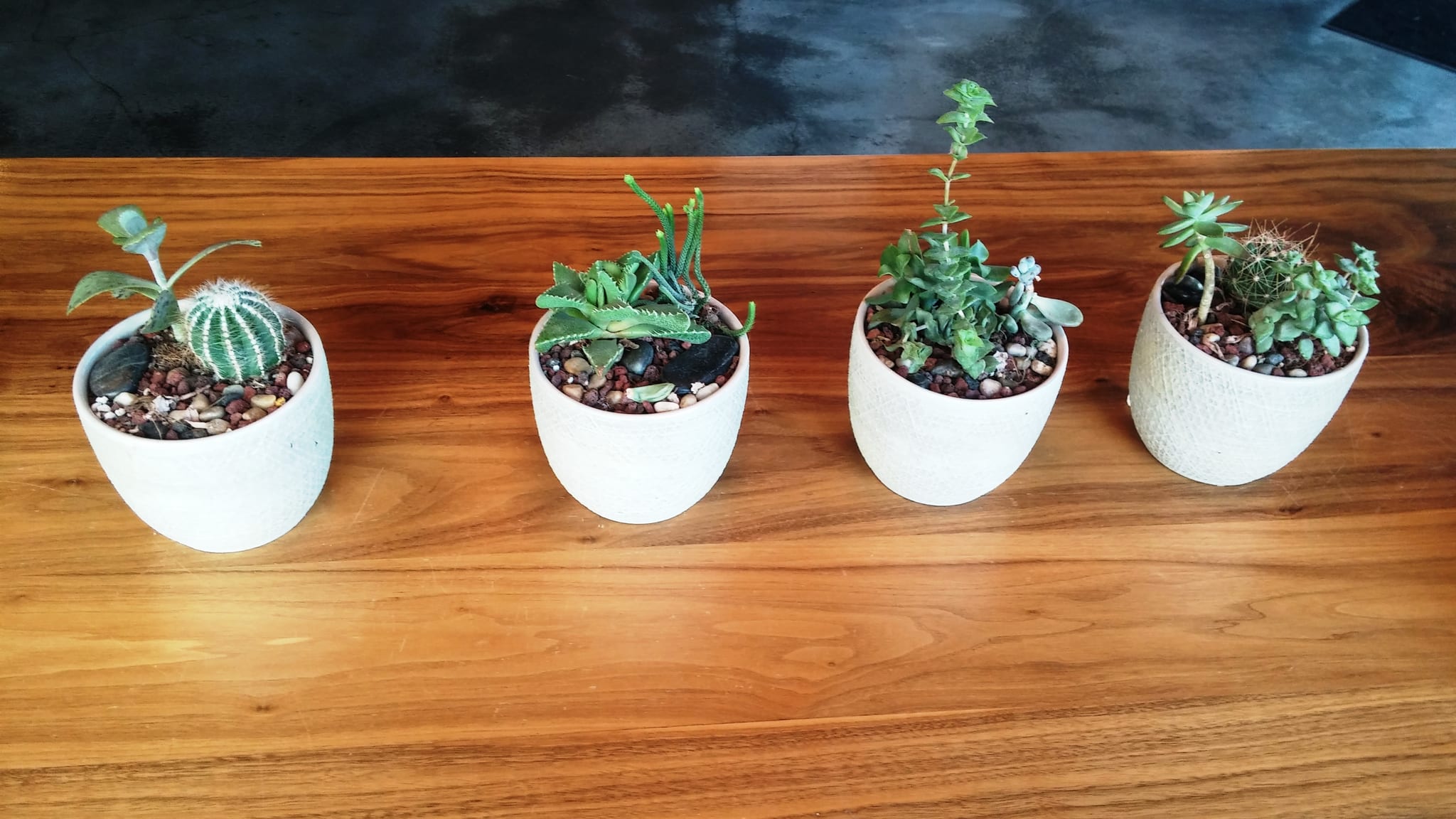 Four small succulents and cacti in white pots on a walnut table